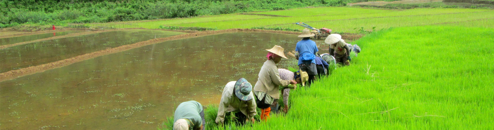 South India Rice Mill List