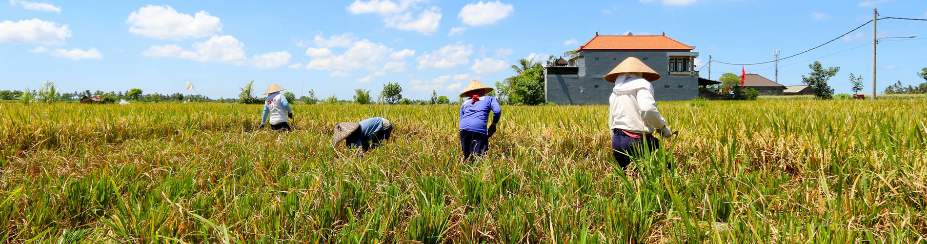 Rice Suppliers in India