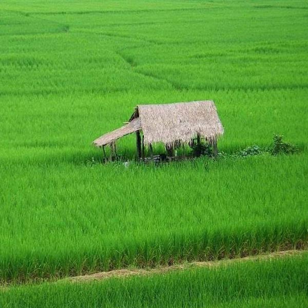Idly Rice in Tamilnadu